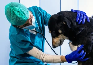Figure 1 – Veterinarian examining a dog as part of modern veterinary therapeutics enabled by cell line development and biologics development in animal health.