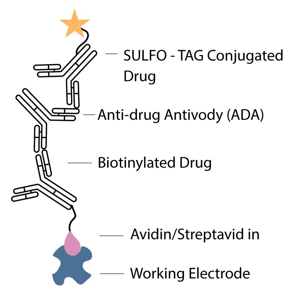 An electrochemiluminescence assay schematic showing a SULFO‑TAG–conjugated drug, anti‑drug antibody (ADA), biotinylated drug, and avidin/streptavidin complex positioned above the working electrode.