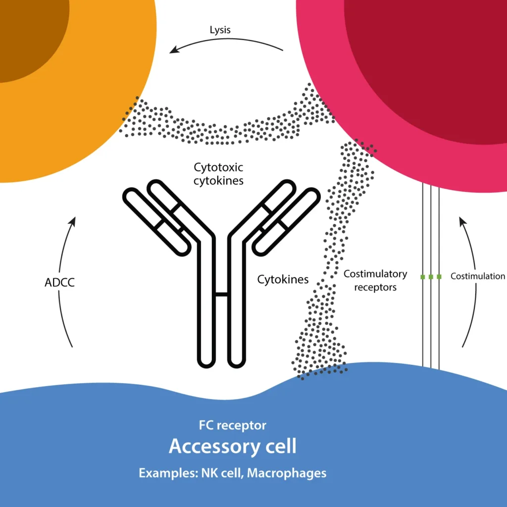A conceptual illustration of antibody-dependent cellular cytotoxicity (ADCC) showing cytokine release, accessory cell engagement via Fc receptors, and costimulatory receptor interactions.
